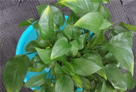 最简单自制自动水循环浇花,懒人浇花自动浇水diy