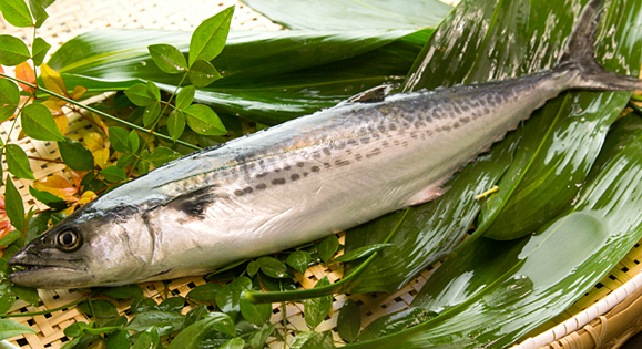 春天的使者马术,春天的使者丁香