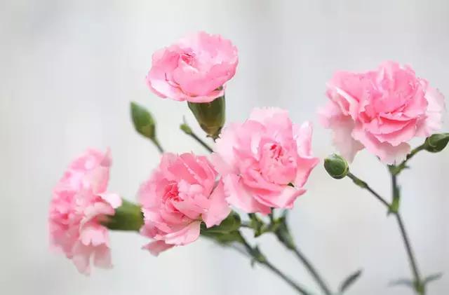 插花花枝怎么修,拯救枯萎蝴蝶兰