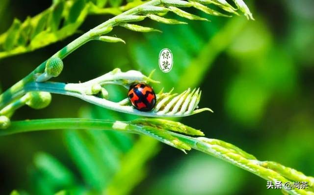 惊蛰与茶,惊蛰喝什么茶养生