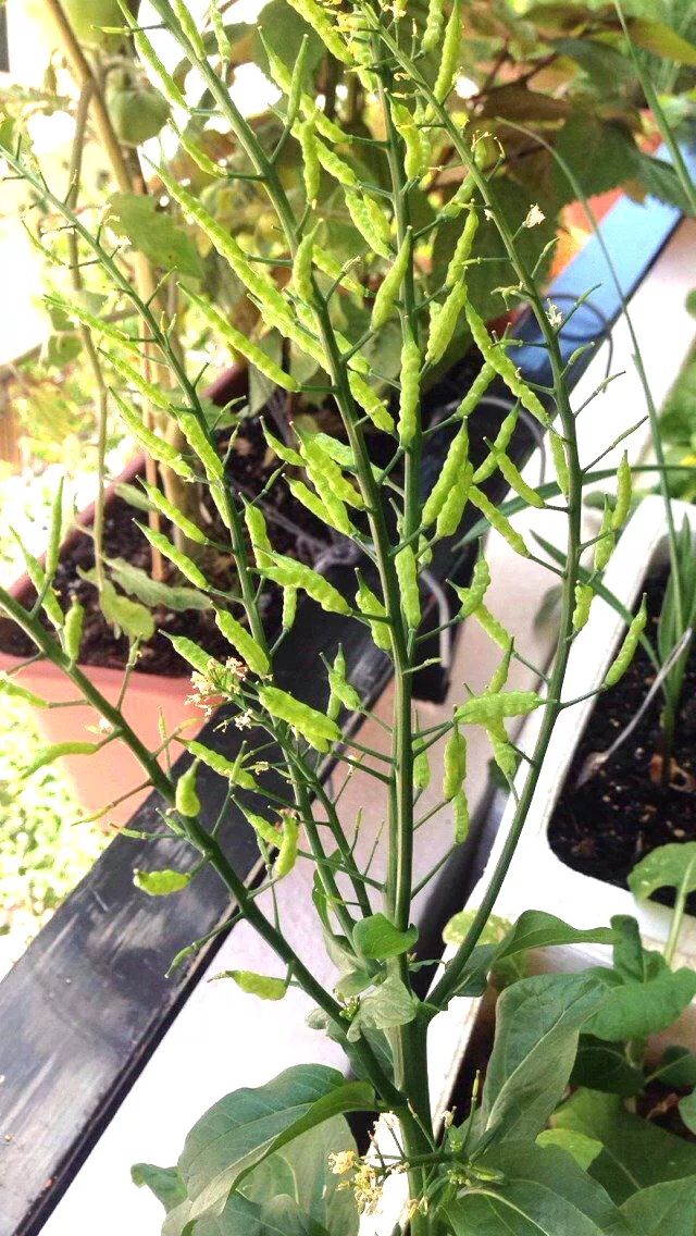 新手小阳台种菜哪些好种,新手阳台种菜怎么种得快