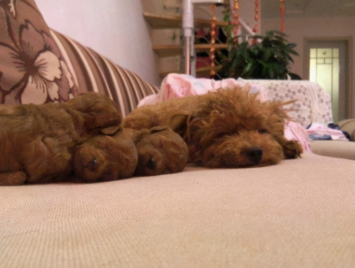 该怎么养好泰迪犬视频教程,养一只泰迪犬一个月花多少钱