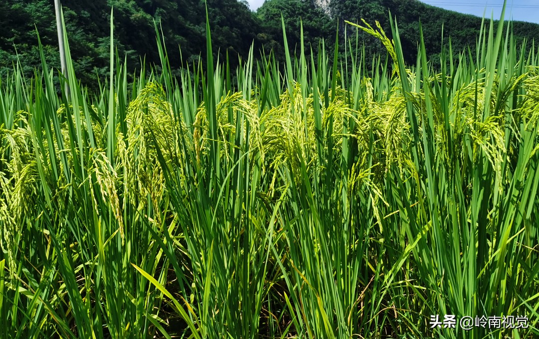 澶у鐢熺溂涓殑浜叉垰,澶у鐢熺溂涓殑鍏卞悓瀵岃