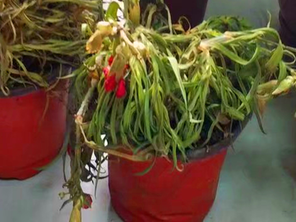 网购的康乃馨有小虫子,康乃馨花枯死了怎么救活