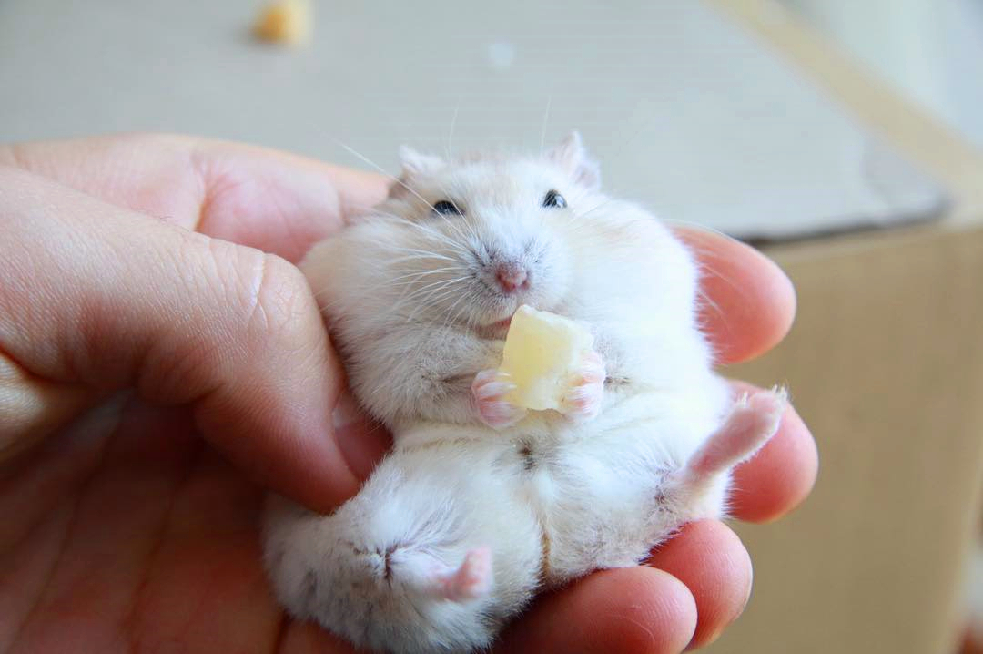 仓鼠银狐为什么不喜欢吃东西,银狐仓鼠喜欢吃什么零食