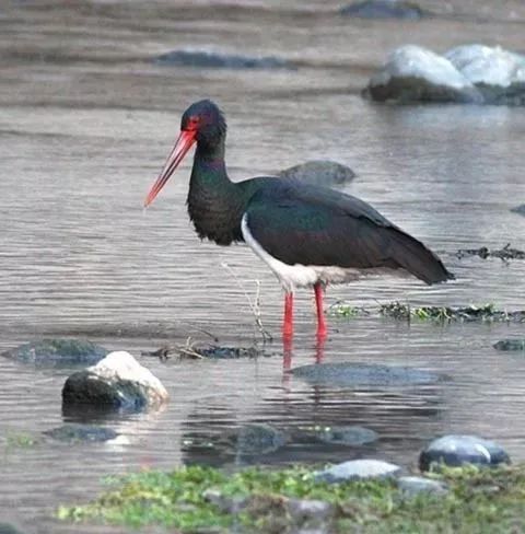 猩猩之火,猩猩之火完整版解说