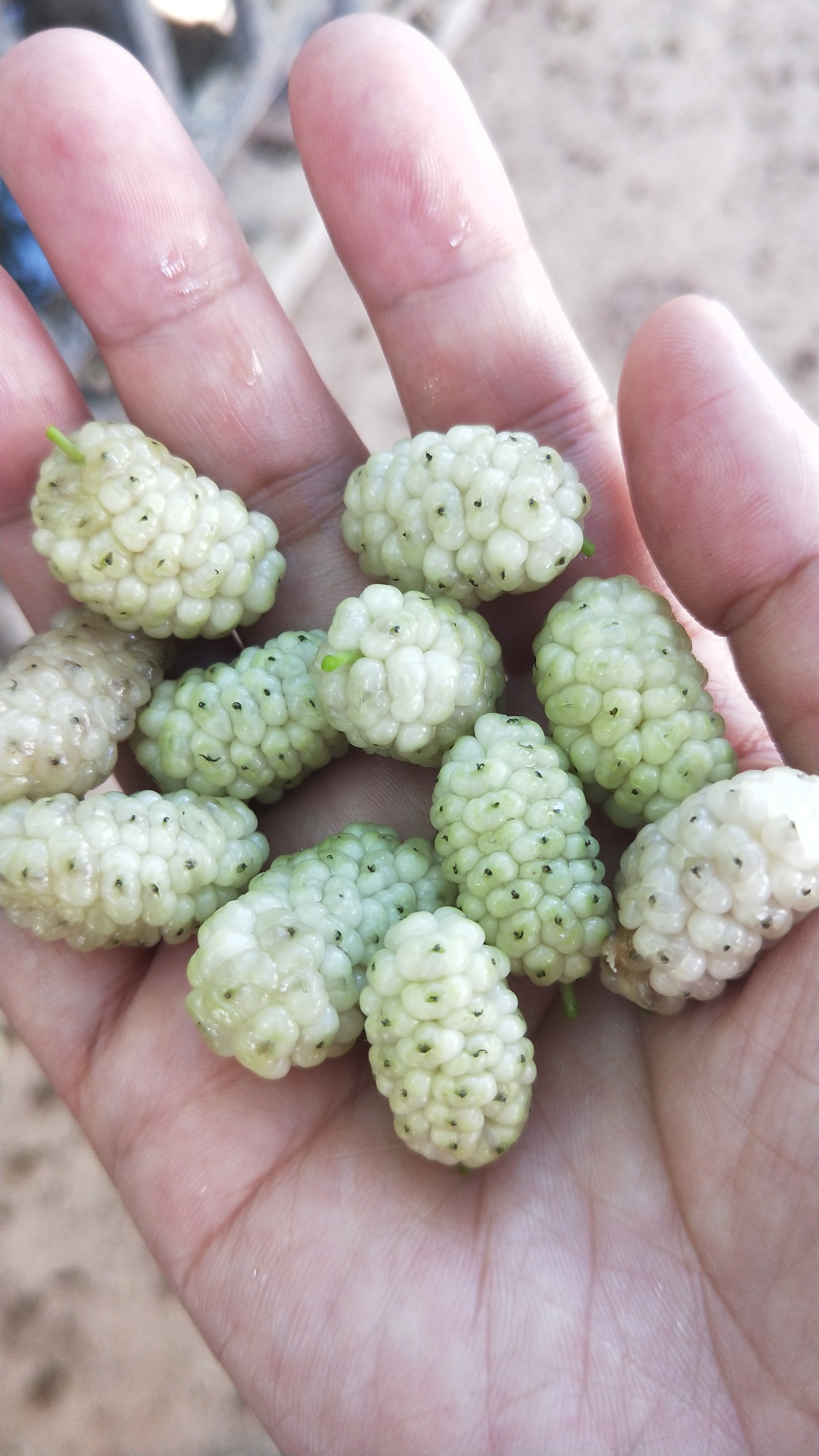 吐鲁番特点和气候,吐鲁番气候和风土人情