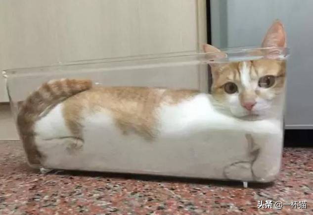 一根猫、一滩猫、一架猫，喵星人逆天姿势大全