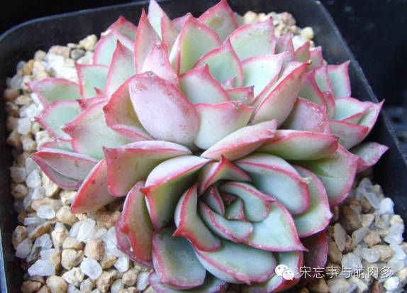 多肉月影系有哪些品种,月影系多肉品种大全