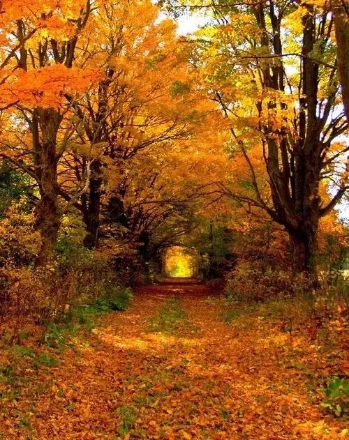 秋天落叶一拍都是一幅画,秋天的景色美得好像一幅画