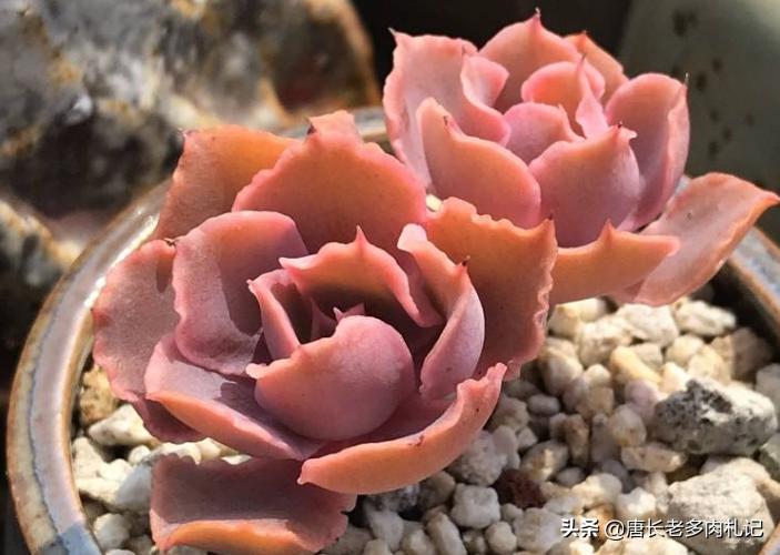 包菜类的多肉哪个品种比较耐热,佛罗伦萨和晚霞之舞多肉