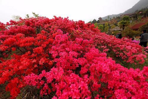 带花苞映山红四季开花不断好养,四季开花的映山红咋养