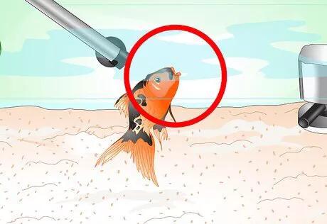 怎么救活金鱼最快最有效,如何挽救快死的金鱼