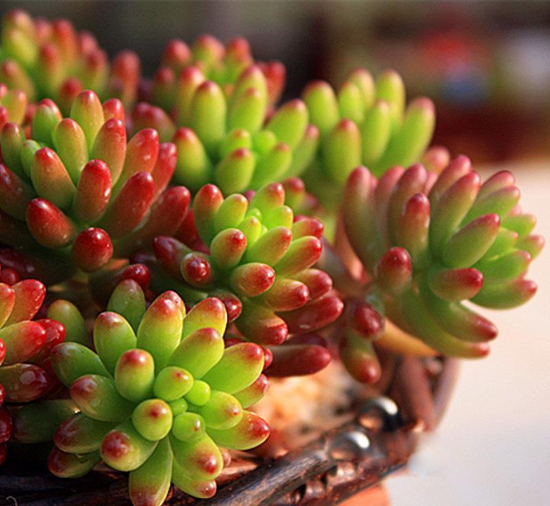 最值得买的多肉品种,包邮最漂亮多肉