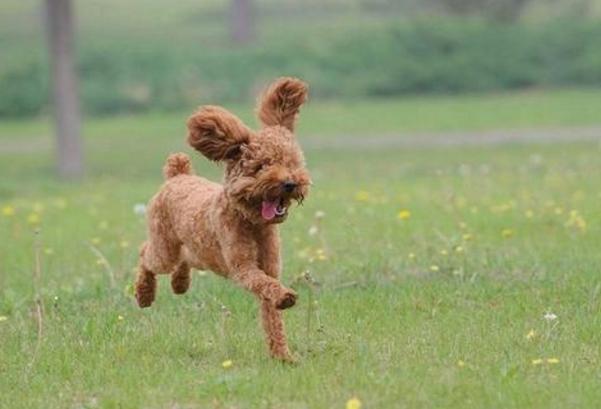 泰迪狗出门到处拉屎撒尿怎么办,泰迪有时不在自己的厕所小便