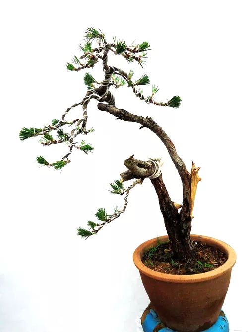 黑松盆景怎么养护和管理 (夏天如何给黑松叶片补水)