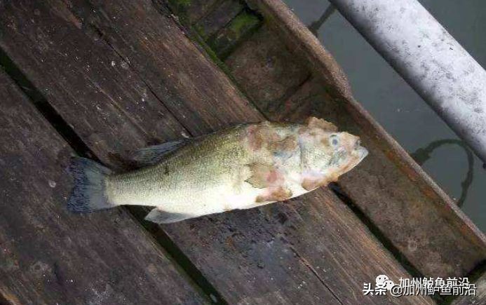水霉病的最佳防治方法,水霉病的五大防治方法