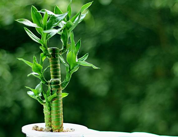 50种常见花卉浇水技巧,50种花卉种植技巧