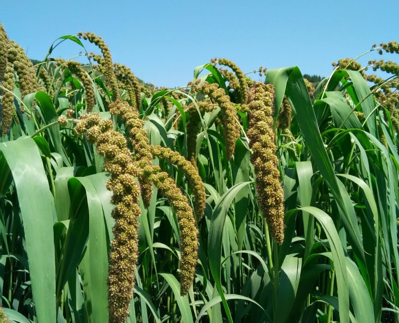 黄帝蚩尤涿鹿之战,蚩尤和黄帝大战涿鹿在什么地方