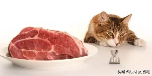 关于弓形虫你所不知道的一切,被弓形虫刷屏的视频