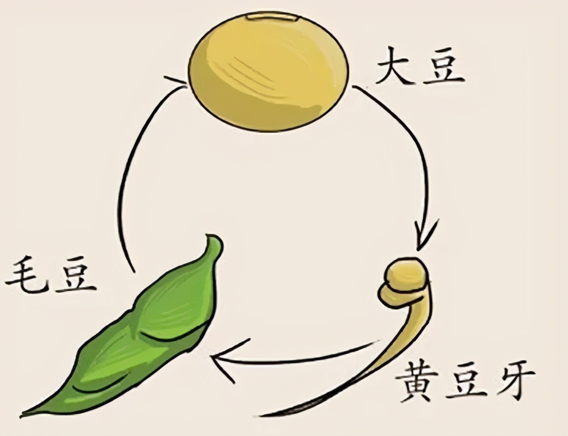 盆栽毛豆的种植方法和技术,盆栽毛豆种植方法