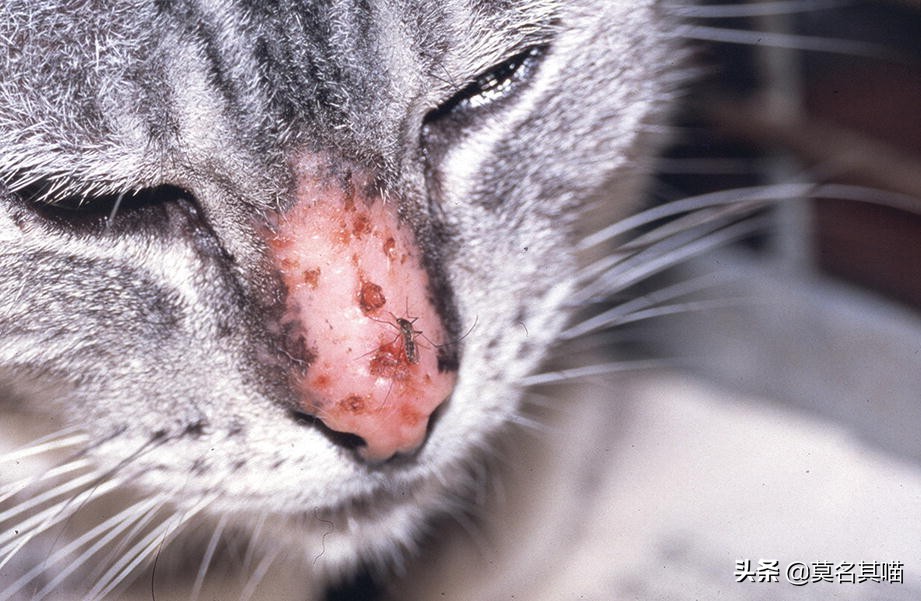 猫会被蚊子咬吗可以点蚊香,猫会被蚊子叮吗