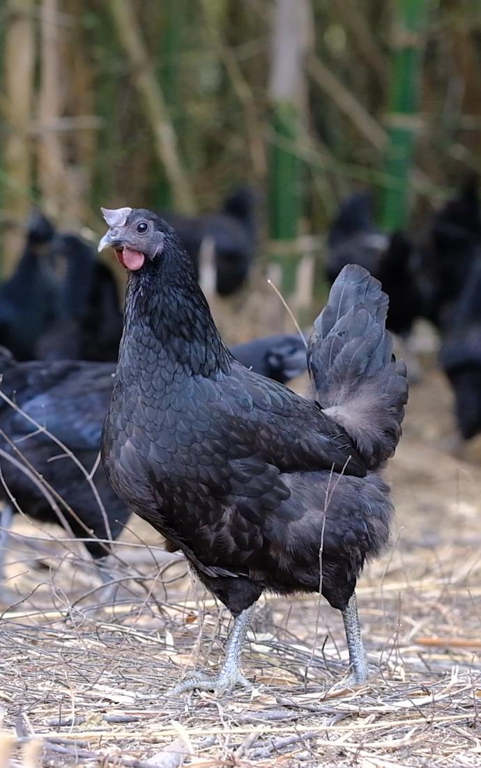 全身皮毛都是黑色的,长得像鸟一样的鸡,一年能卖8000多只