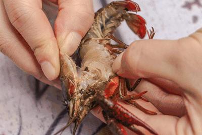 长沙小龙虾团购套餐99元10斤,88元4斤全城吃过瘾小龙虾优惠团购