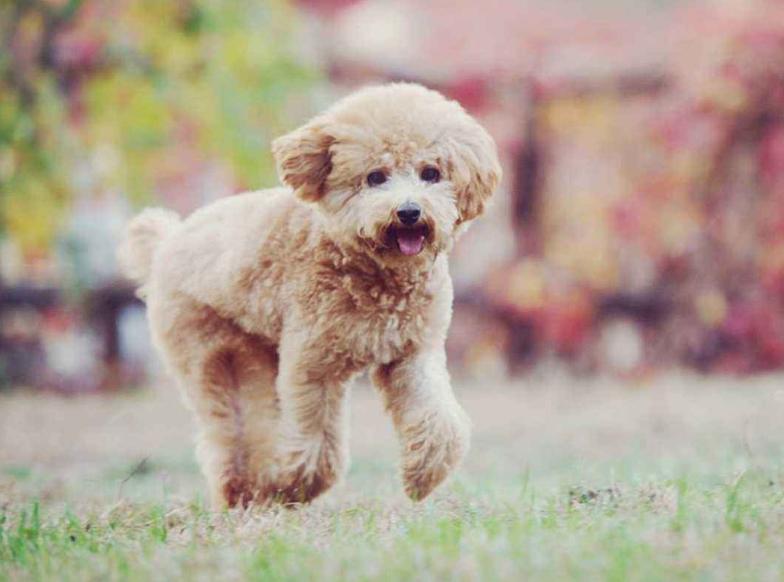 对付挑食泰迪的绝招,怎么解决泰迪挑食的问题