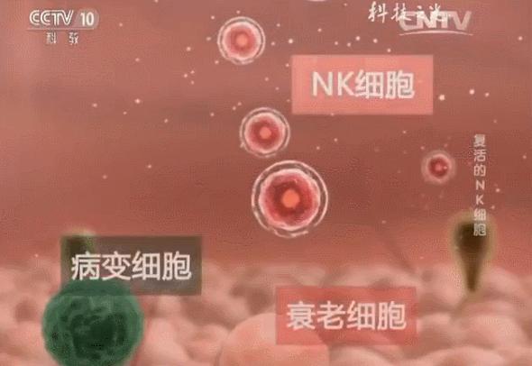 央视特别报道：“复活的NK细胞”—揭示免疫力下降的真相