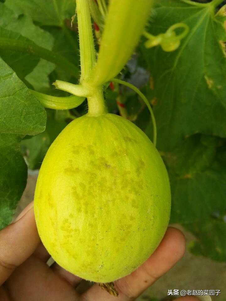西甜瓜炭疽病和细菌性果斑病区别,甜瓜的果斑病能治愈吗
