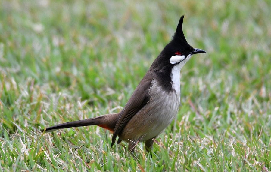 在古代富可敌国,富可敌国的真实历史