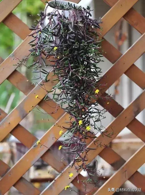 植物窗帘效果图大全,植物窗帘图案