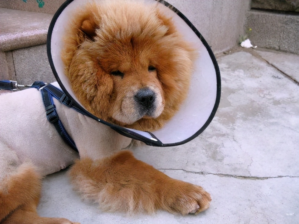 狗狗咬人事件完整视频松狮犬,松狮犬咬人女主人为什么揪毛