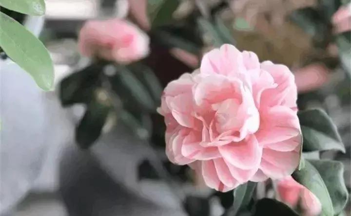 常见植物大全视频,常见的木本植物有哪些