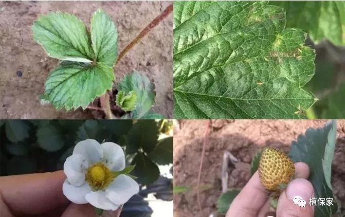 草莓常见病虫害图谱,草莓病虫害图片大全集