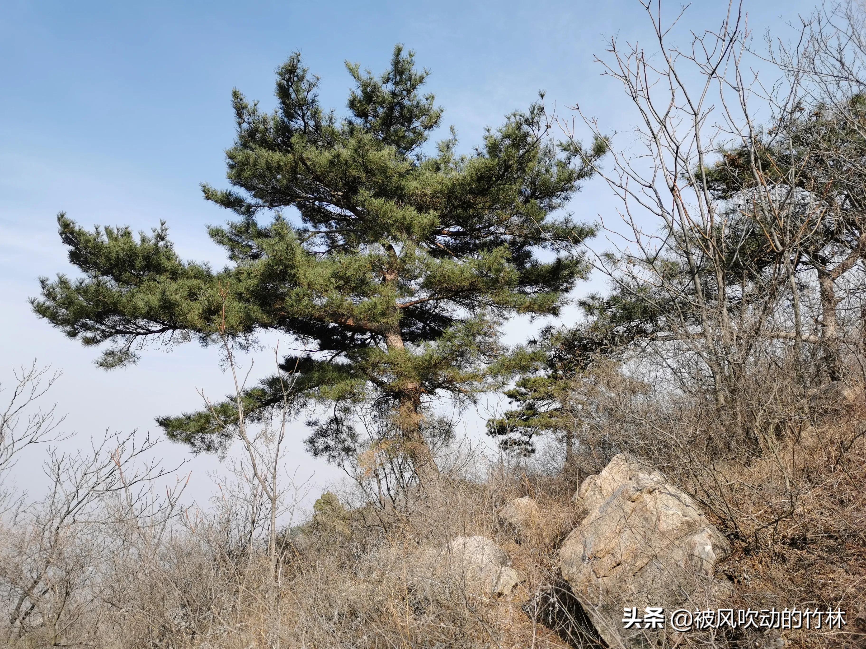 邹城国家森林公园,邹城鸿山森林公园从哪里上山