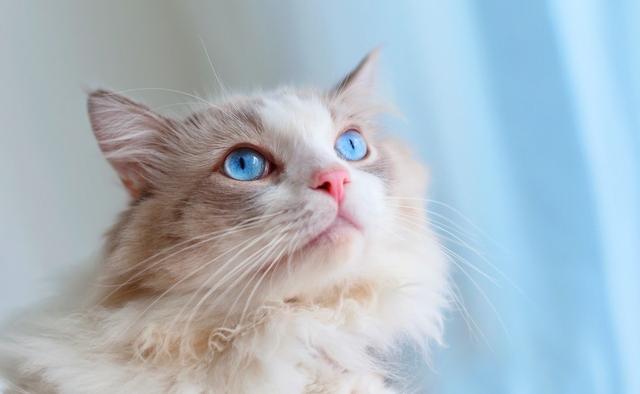 养的网红布偶猫,网红布偶猫和狗