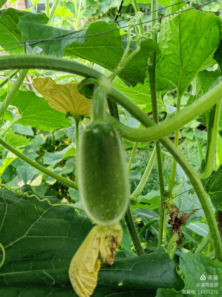 散文：黄黄的瓜花儿