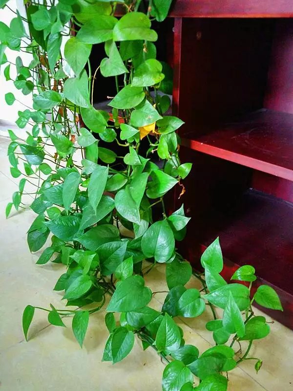 18种寓意好的花,18种花图片大全