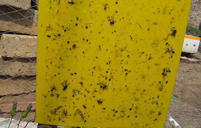 茄子灰霉和霜霉的区别,茄子蚜虫危害