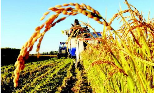 农业经济管理专业分析,农林经济管理学就业方向及前景