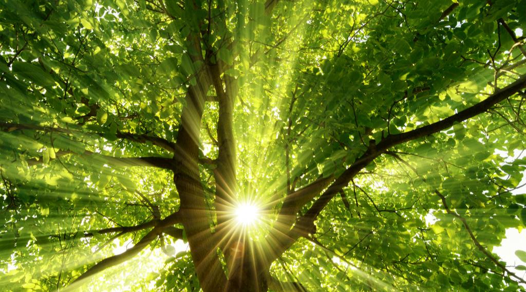 孢子丝菌病会不会危及生命,孢子丝菌病生长环境