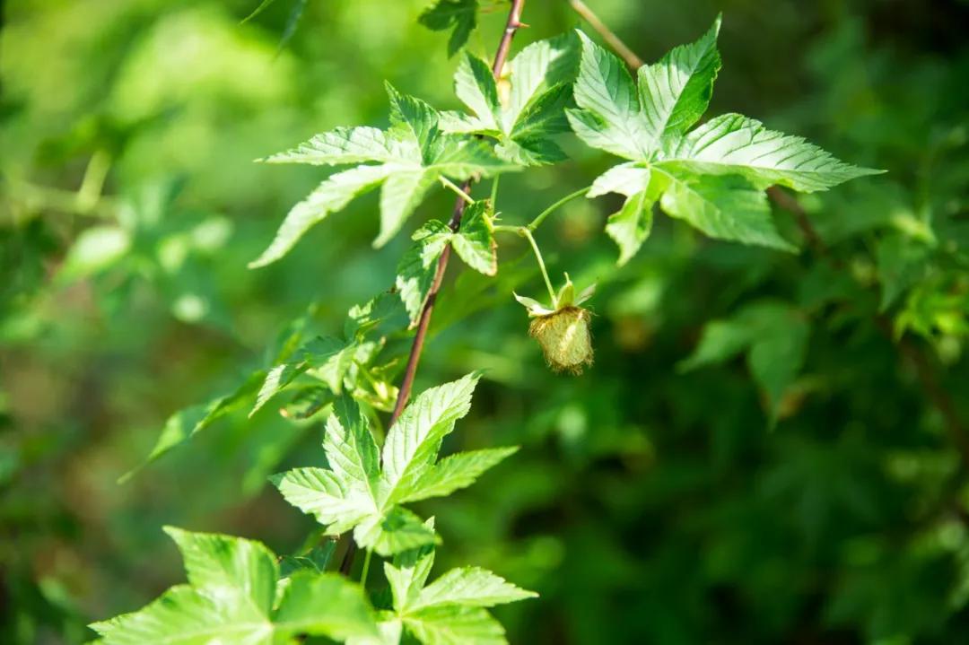 硬核整理!高清中药教材原植物彩*图色**谱(四期)