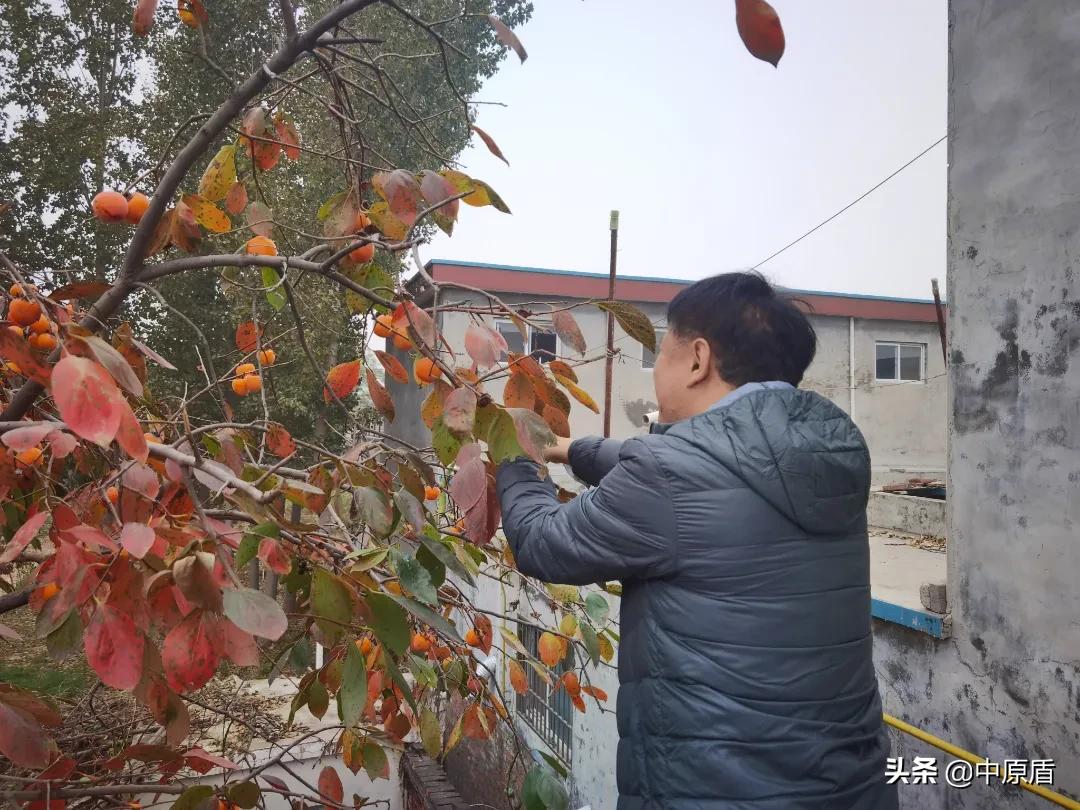【我为群众办实事】淇县:秋末柿子红检民情意浓