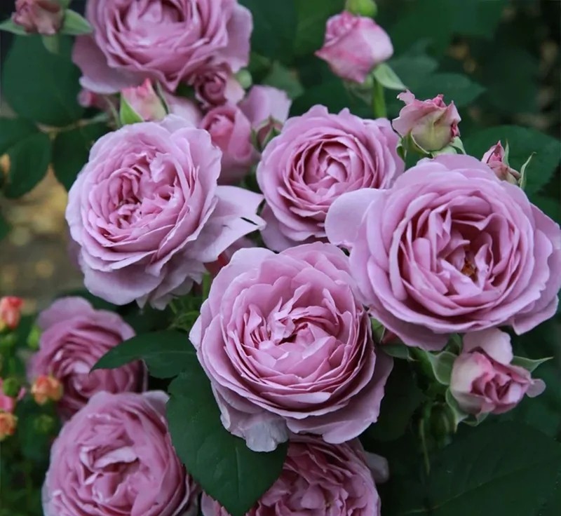 100种月季经典品种,100种经典月季品种