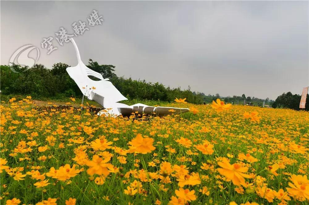 来成都打卡空港花田,成都双流空港花田打卡看飞机