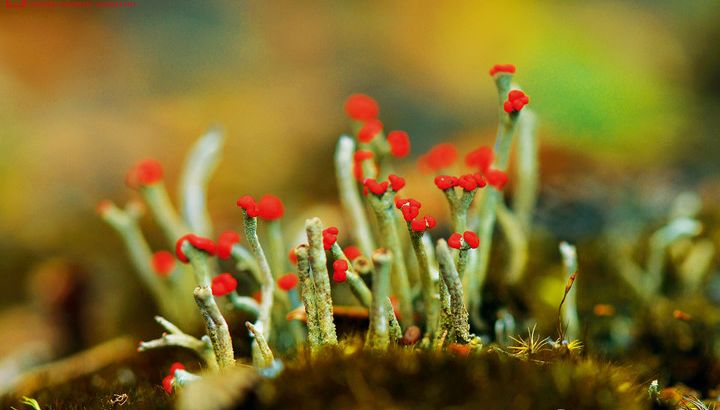 Hreinást植序：地衣是什么？怎么应用到护肤品上了？