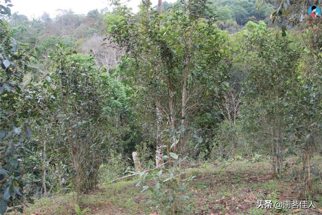 易武茶的潜力有哪些,易武古树茶的价值