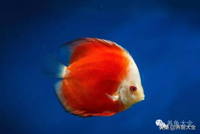 养的鱼突然不吃食,红箭鱼突然不吃食是什么原因